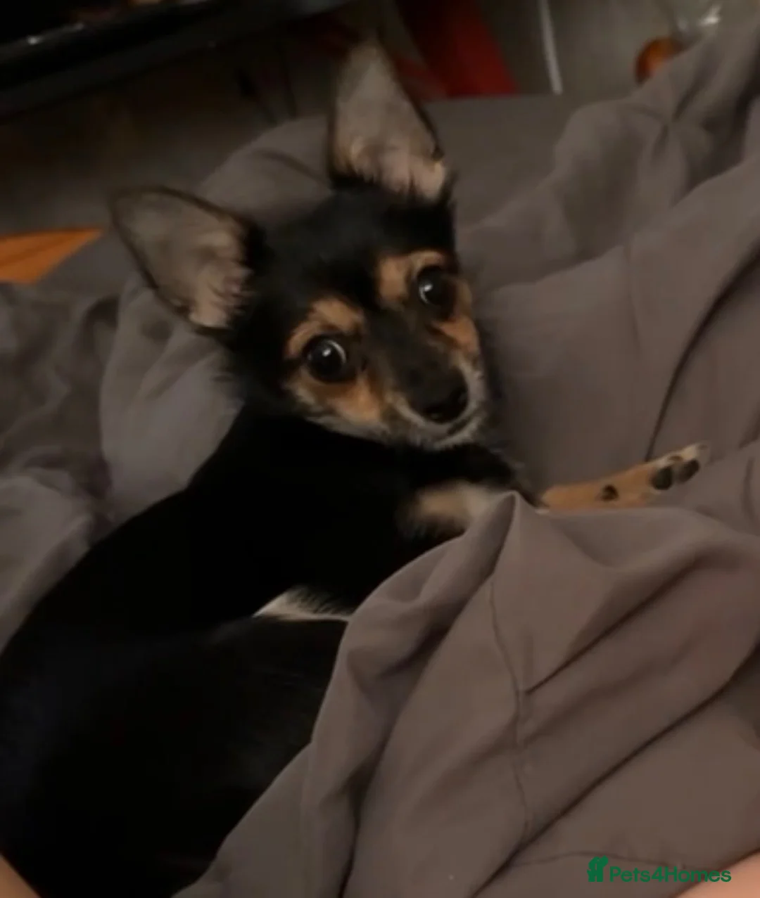 Chihuahua dogs for sale: Lovely chocolate chihuahua boy  - Advert 1