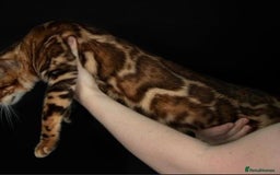 Bengal cats for sale: 2 Beautiful Sisters, Outstanding Beautiful.  - Image 3