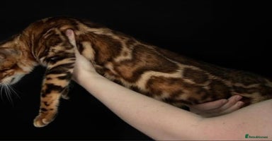 Bengal cats - Advert 16
