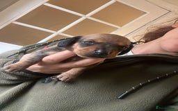 Miniature Dachshund dogs for sale: Kc true miniature dachshunds puppies - Image 3