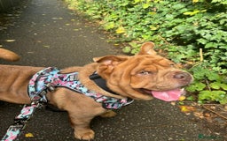 Mixed Breed dogs for sale: Hank  - Image 2