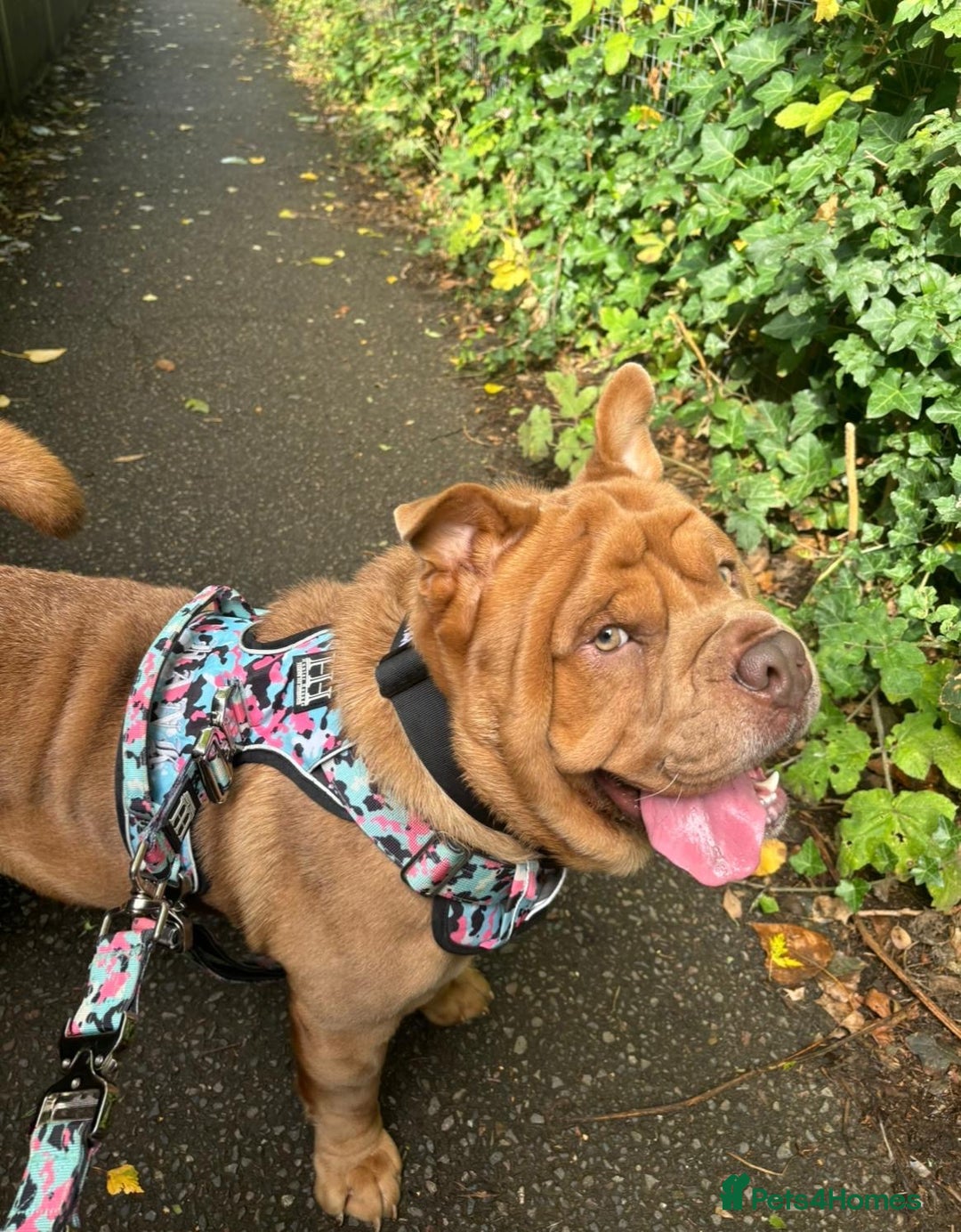 Mixed Breed dogs for sale: Hank  - Image 2