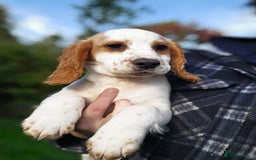 Sprocker dogs for sale: Hendrix the male sprocker available. - Image 39