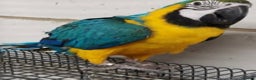Macaws birds for sale: Blue and Gold Macaw  for sale  - Advert 4