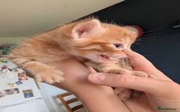 Mixed Breed cats for sale: Beautiful Kittens Available ✨️ in ELY - Image 16