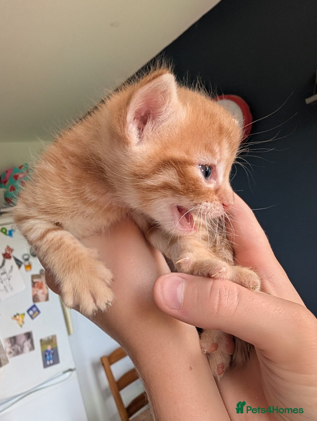 Mixed Breed cats for sale: Beautiful Kittens Available ✨️ in ELY - Image 16
