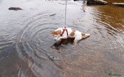 Jack Russell dogs for stud: Parson Jack Russell  - Image 2