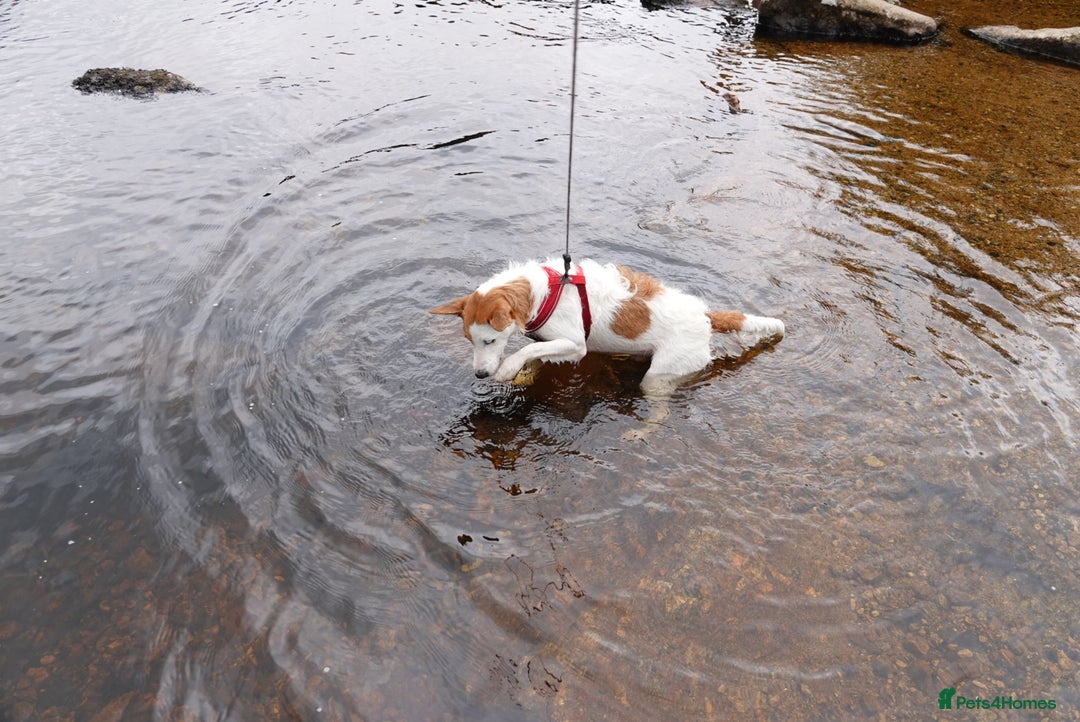 Jack Russell dogs for stud: Parson Jack Russell  - Image 2