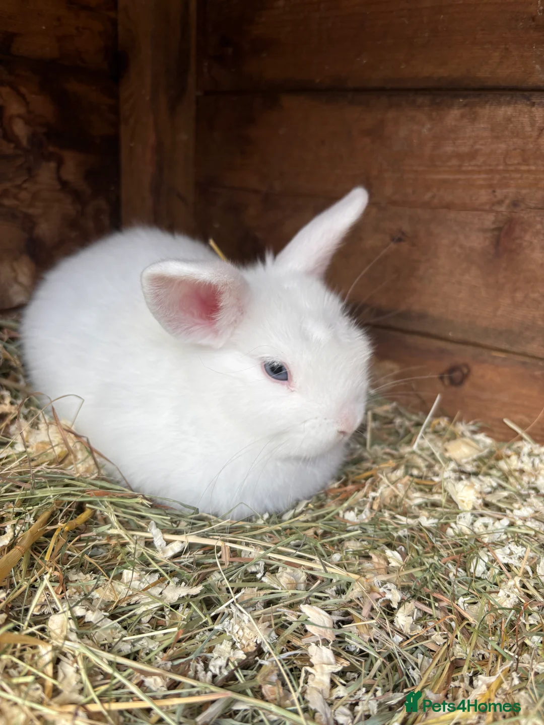 Mixed Breed rabbits for sale: A lovely white fluffy rabbit for sale 🩷 in Newport - Advert 1