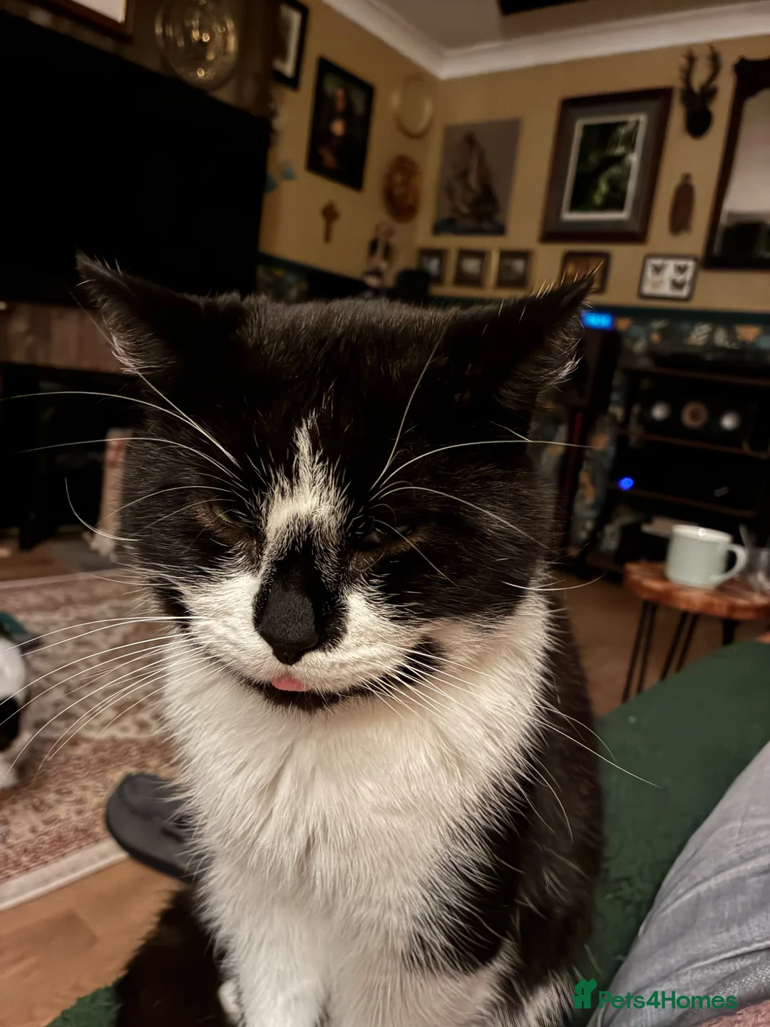 Mixed Breed cats for sale: Meet Meela - Advert 2