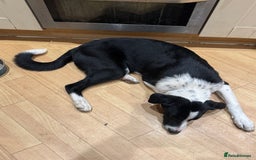 Border Collie dogs for sale: 2 border collies for sale - Image 3