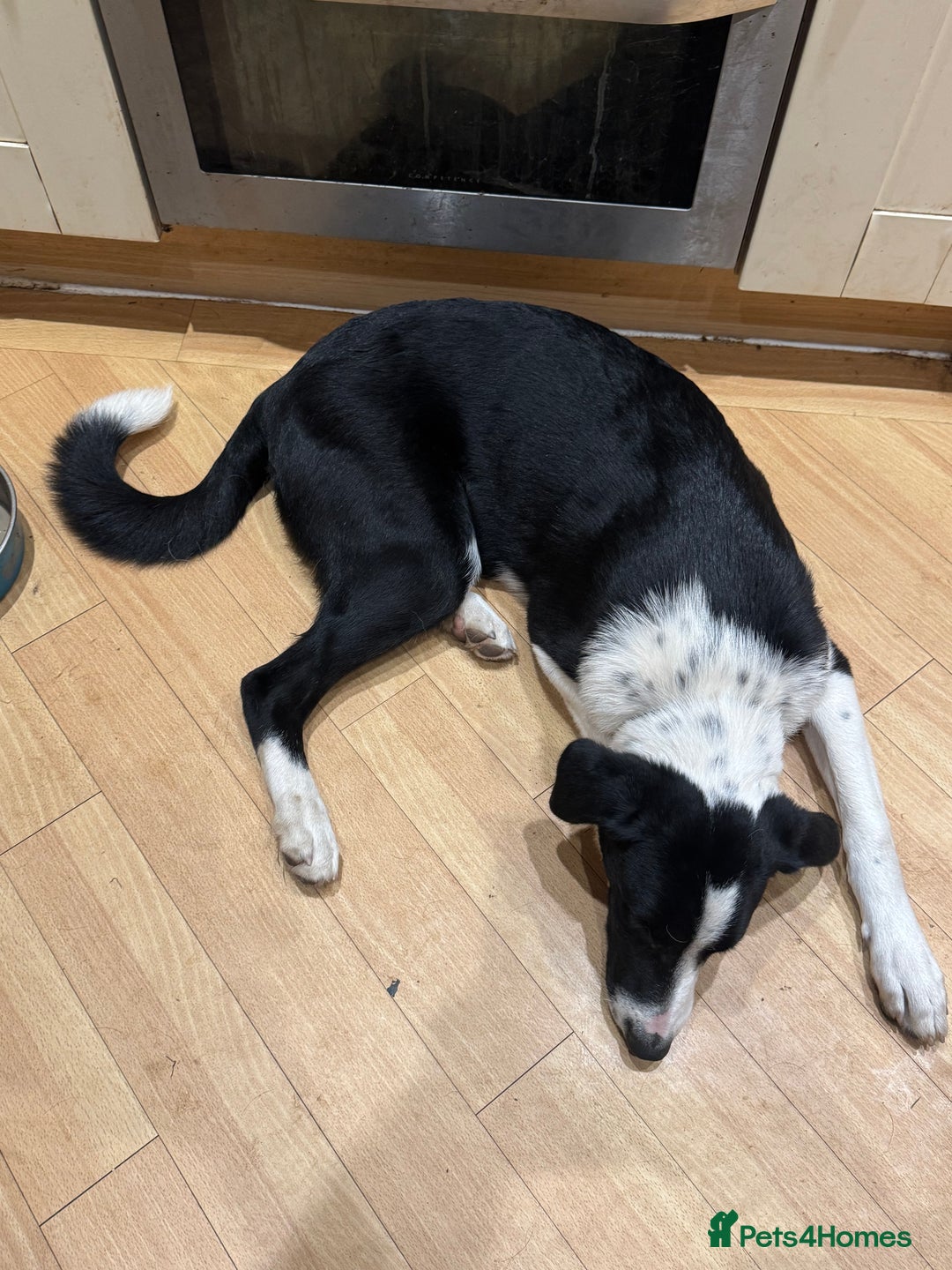 Border Collie dogs for sale: 2 border collies for sale - Image 3