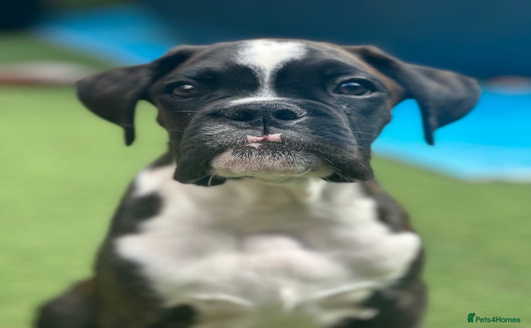 Boxer dogs - Advert 2