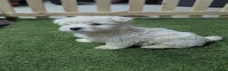 West Highland Terrier dogs for sale: West Highland Terrier puppies  - Advert 8