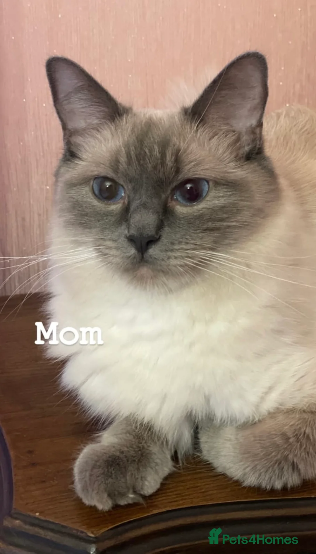 Ragdoll cats for sale: bicolour ragdoll kittens - Advert 8