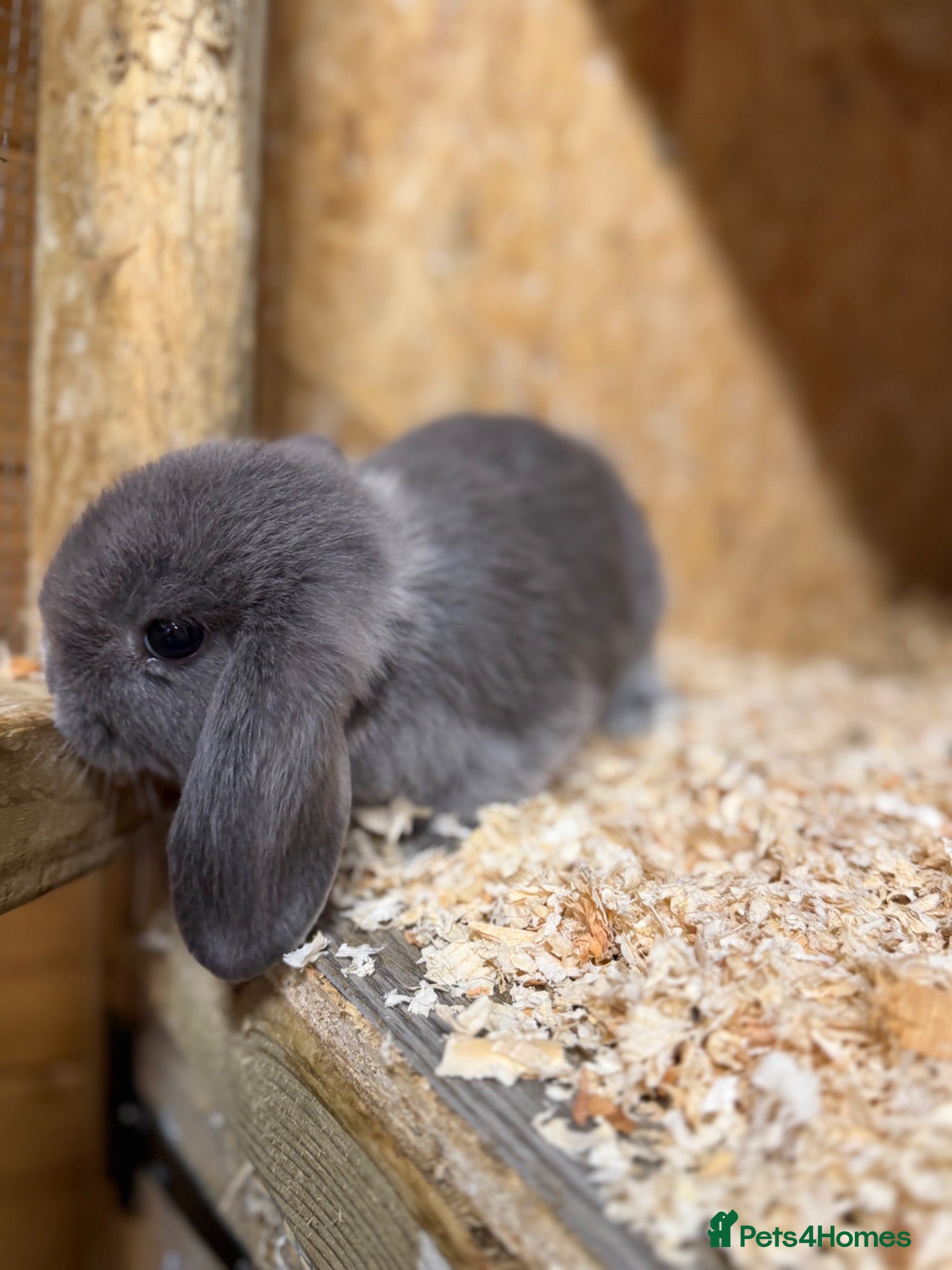 Lionhead rabbits Mini lops. X2❤️x1💙nearly 8weeks old - Advert 1
