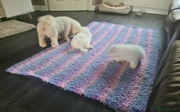 Bichon Frise dogs for sale: Beautiful KC Registered Bichon Frise Puppy - Image 4