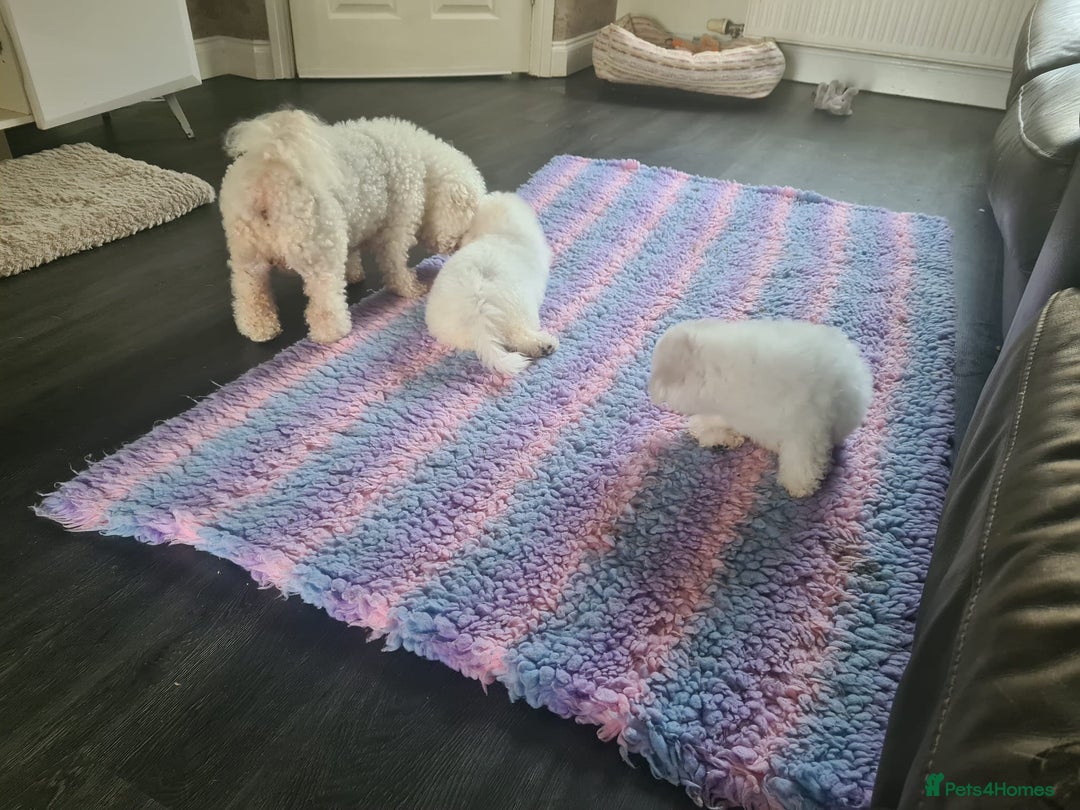 Bichon Frise dogs for sale: Beautiful KC Registered Bichon Frise Puppy - Image 4