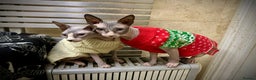 Sphynx cats for stud: Bi-colour Sphynx boy for stud services in London - Advert 3