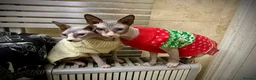 Sphynx cats for stud: Bi-colour Sphynx boy for stud services in London - Advert 3