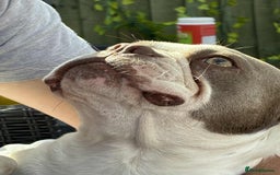 Mixed Breed dogs for sale: Stunning Frenchton Pups Boys & Girls - Image 6