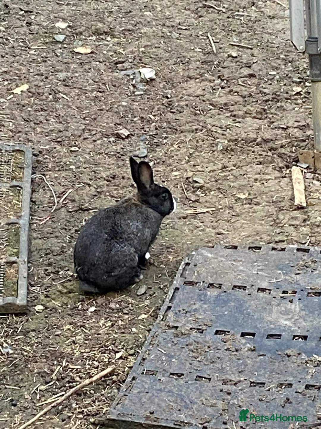 Tri Coloured Dutch rabbits for sale: Dutch rabbits  in Milton Keynes - Advert 10