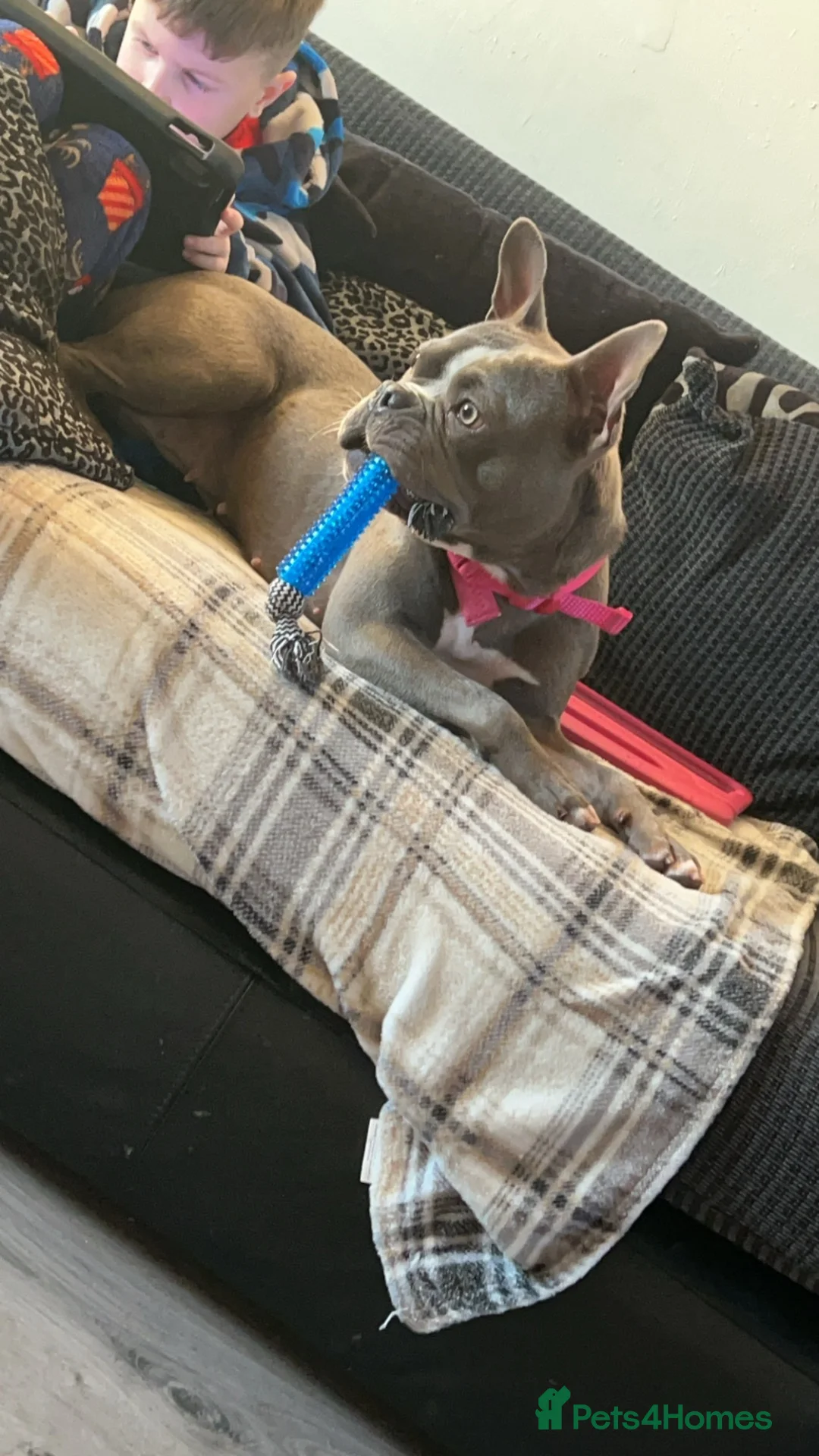 Mixed Breed dogs for sale: DARLA  in Lincoln - Advert 2