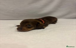 Dachshund dogs for sale: Dachshund puppies  - Image 7
