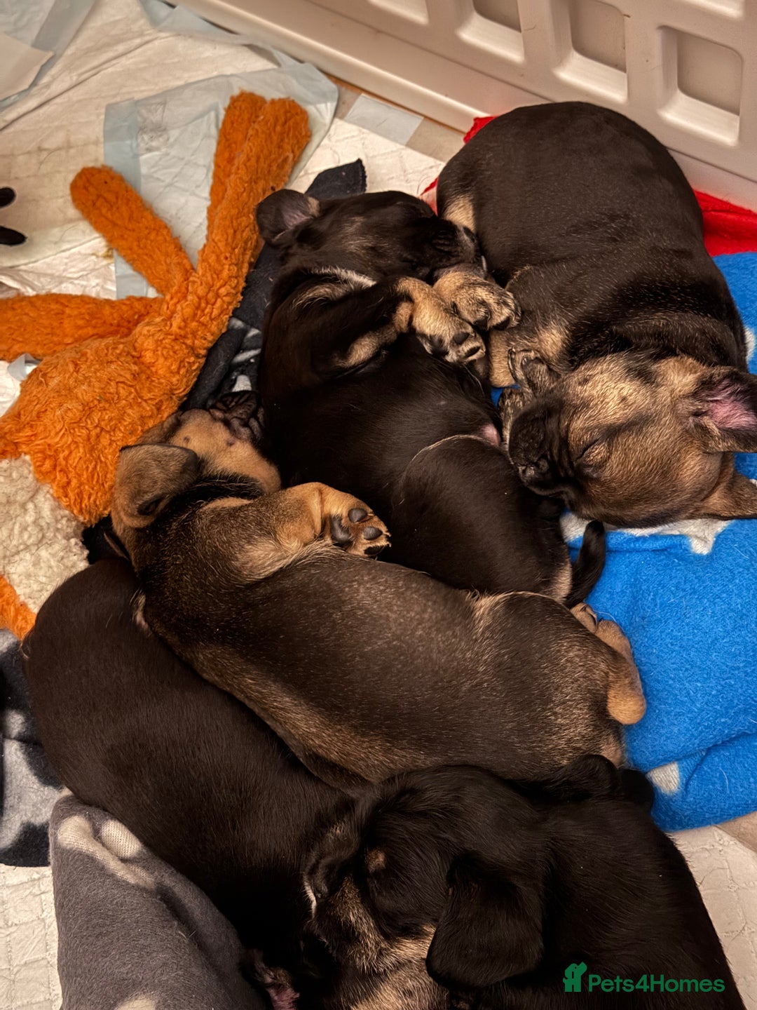 Mixed Breed dogs for sale: french bulldog x cairnterrier READY ON 7/10  - Image 9