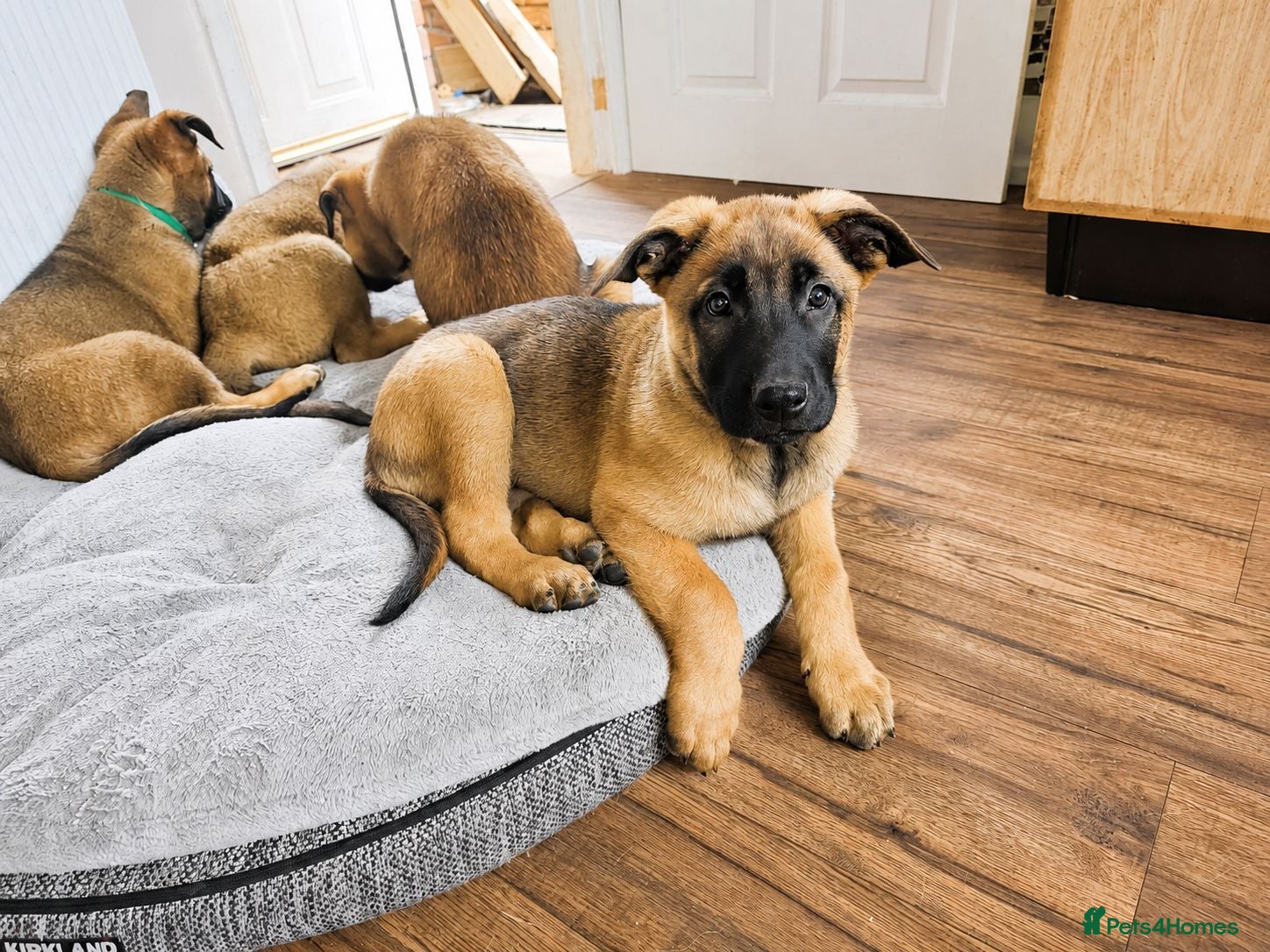 Belgian Shepherd Dog dogs 🐾 Belgian Malinois Puppies – Working Line 🐾 - Advert 2
