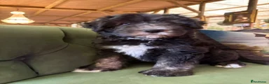 Sheepadoodle Puppy 2