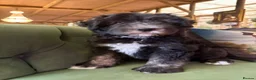 Sheepadoodle dogs for sale: Midi Sheepadoodle READY NOW - Advert 24