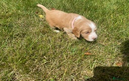 Cocker Spaniel dogs for sale: Golden & Red Working Cocker Spaniel Puppies - Image 9