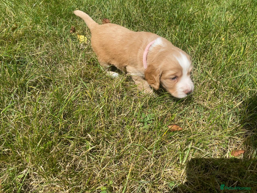 Cocker Spaniel dogs for sale: Golden & Red Working Cocker Spaniel Puppies - Image 9