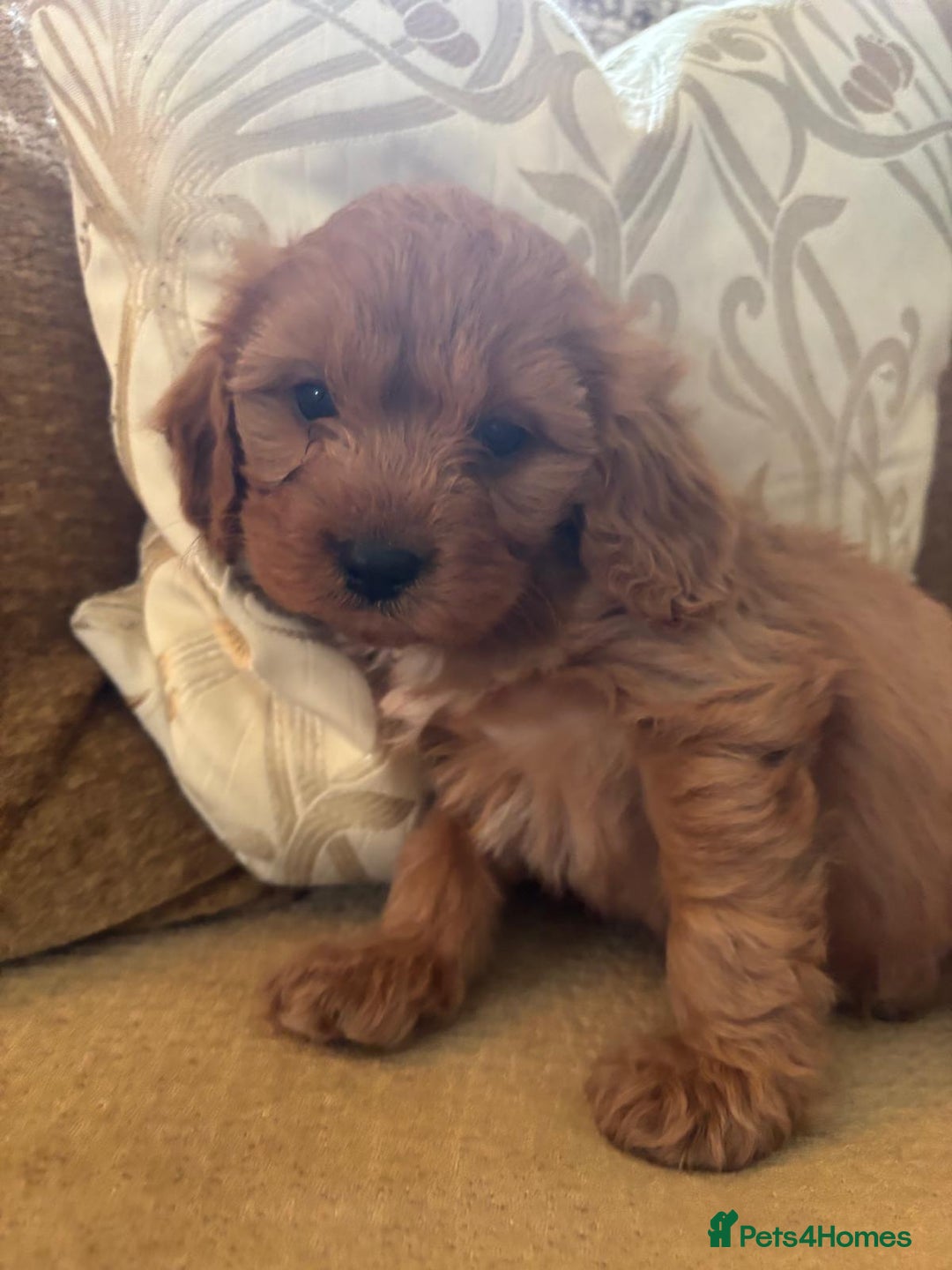 Cavapoo dogs for sale: LICENSED BREEDER HEALTH TESTED CAVAPOOS F1  - Image 5