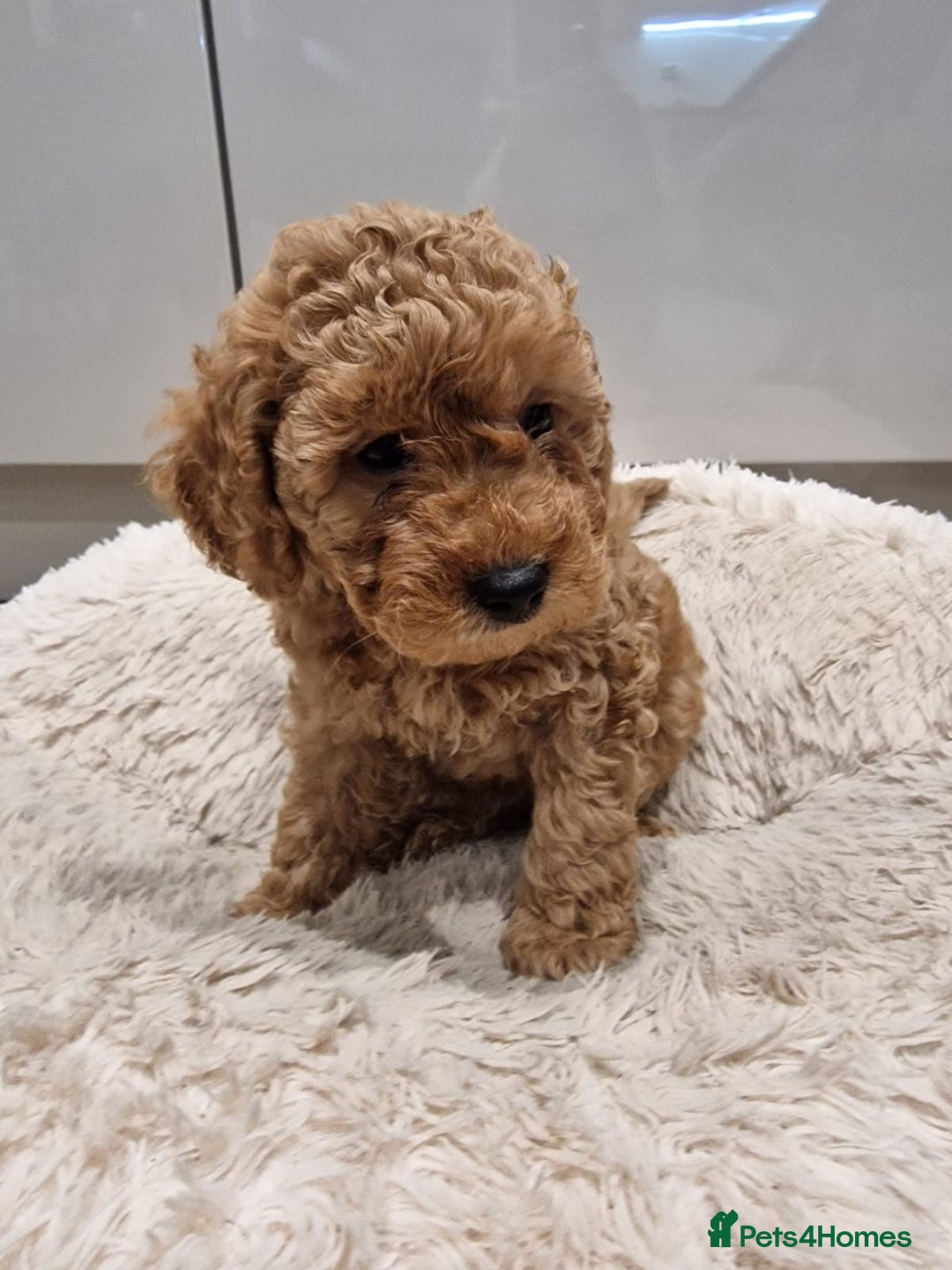 Cockapoo dogs for sale: 3 Gorgeous Apricot Cockapoo Puppies  - Advert 7