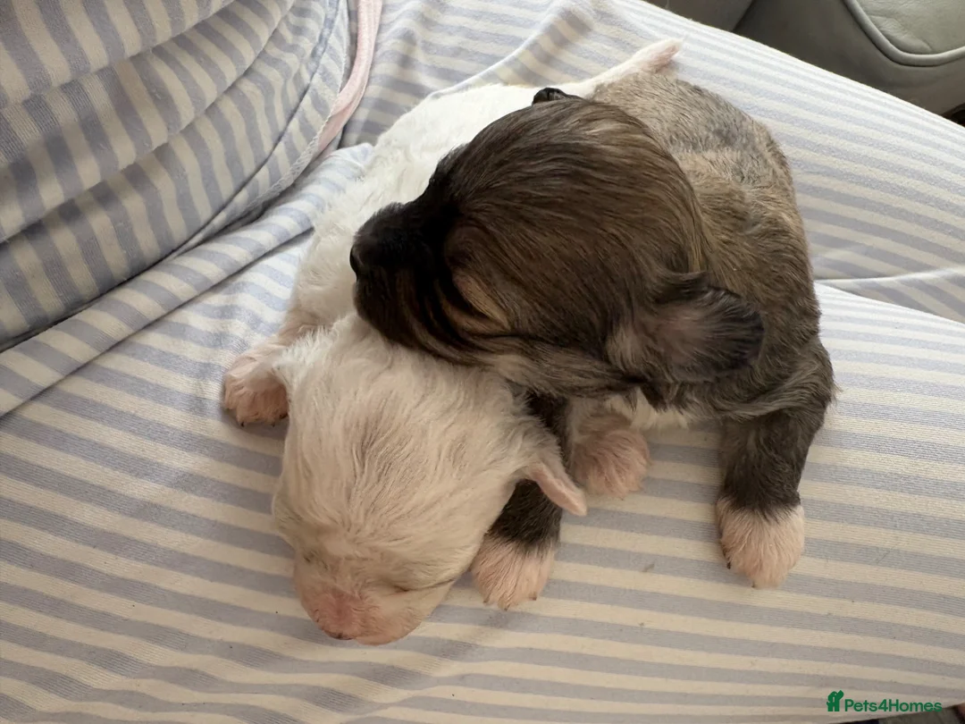 Mixed Breed dogs for sale: Two female pups  - Advert 10