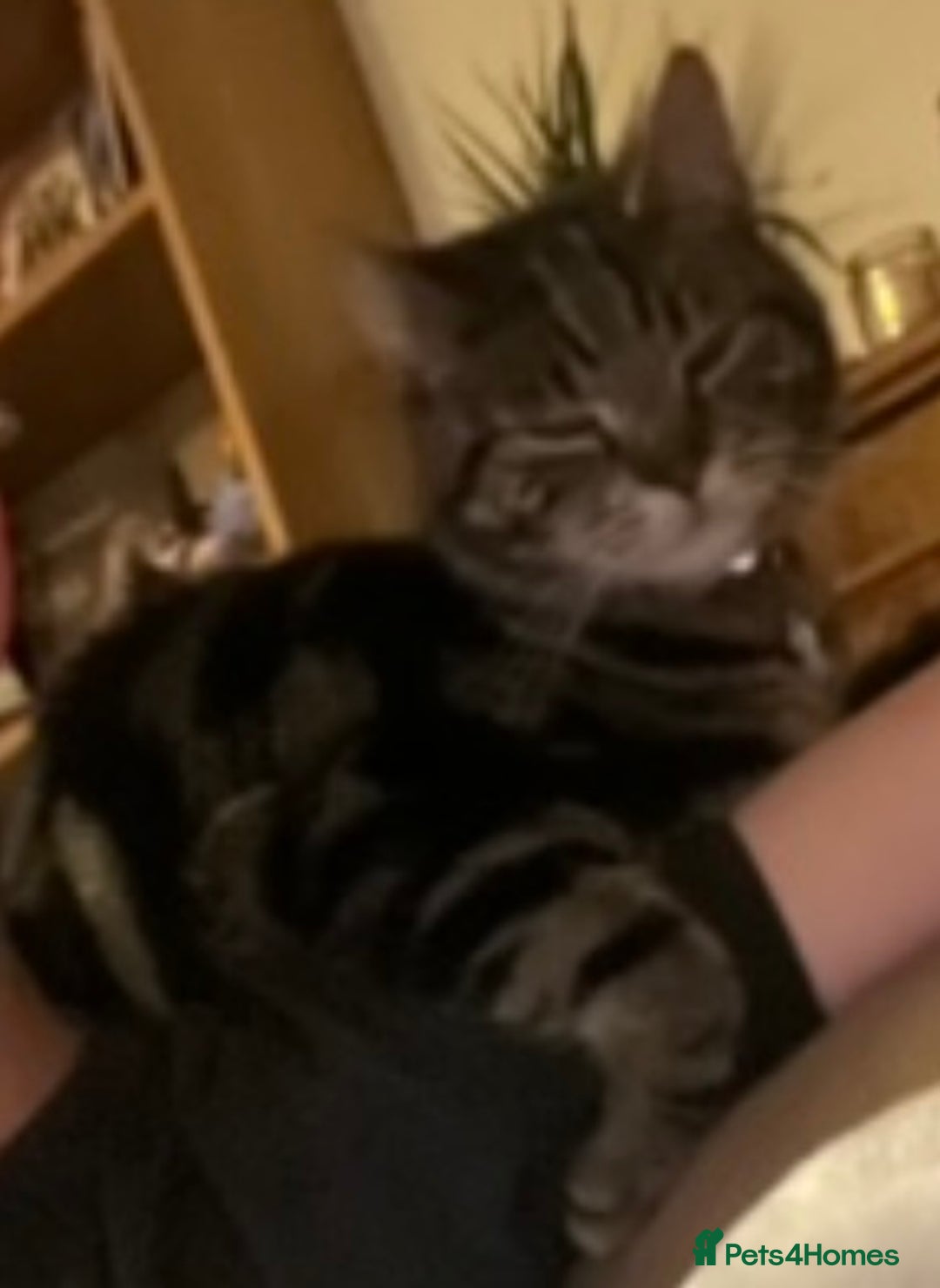 Domestic Shorthair cats for sale: Looking for a loving home for our loved male cat. - Image 9