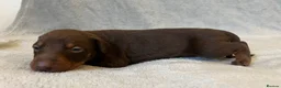 Dobermann dogs for sale: European American mix - Advert 20
