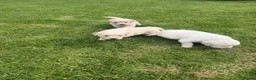 Golden Retriever dogs for sale: K C registered Golden retriever puppies  - Advert 7