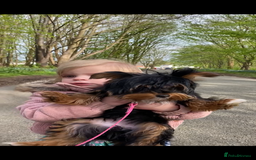 Yorkshire Terrier dogs for sale: Yorkshire terrier female  - Advert 3