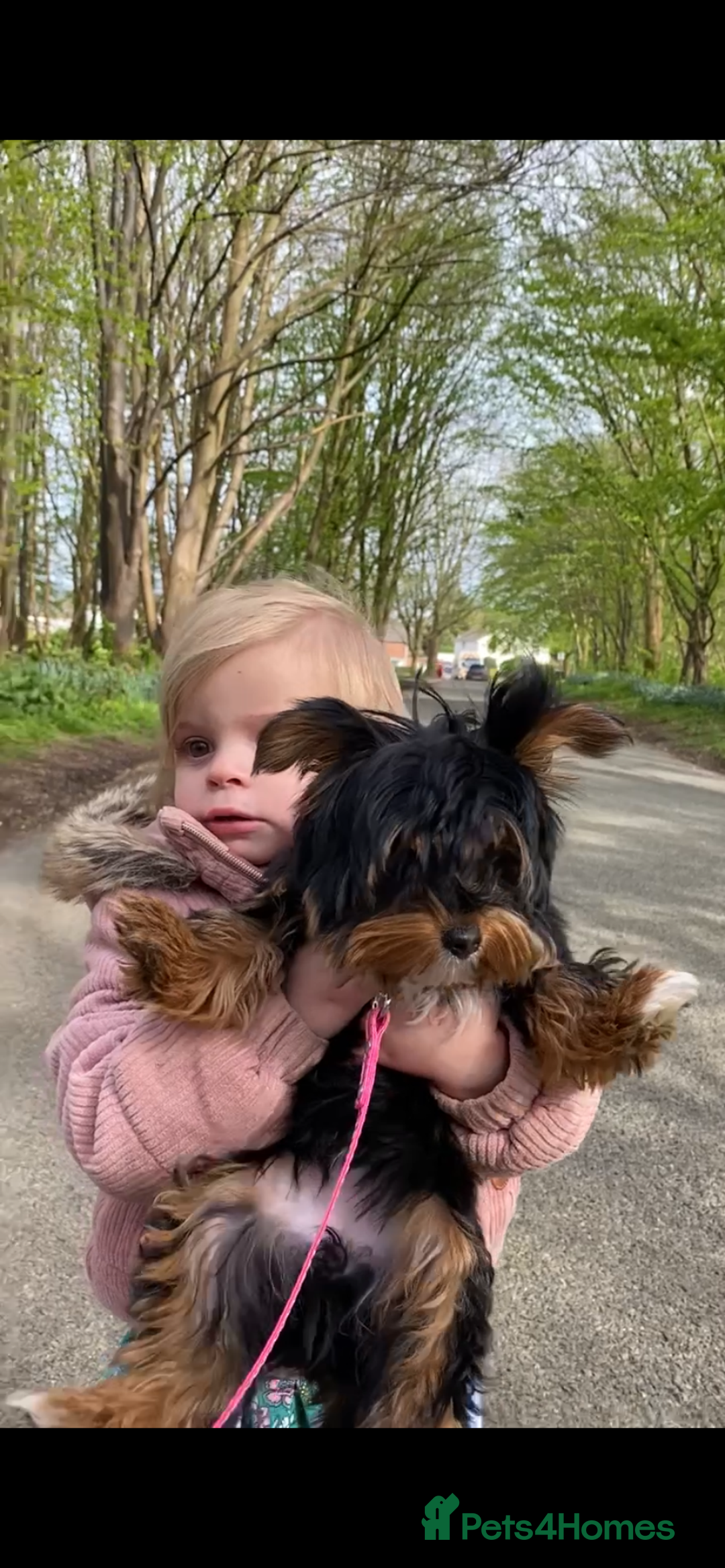 Yorkshire Terrier dogs for sale: Yorkshire terrier female  - Advert 3