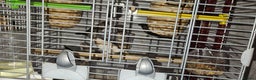 Finches birds for sale: Bengali society finches and zebra finches for sale - Advert 4