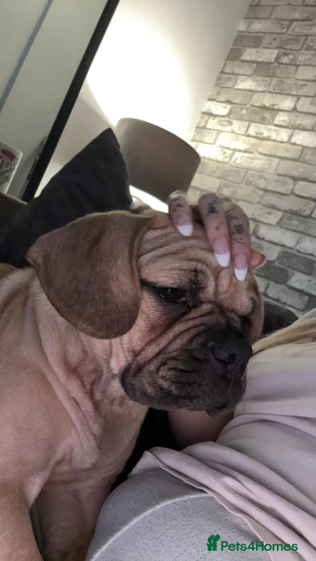 Mixed Breed dogs for sale: Beautiful little male puppy  in Welshpool - Advert 2