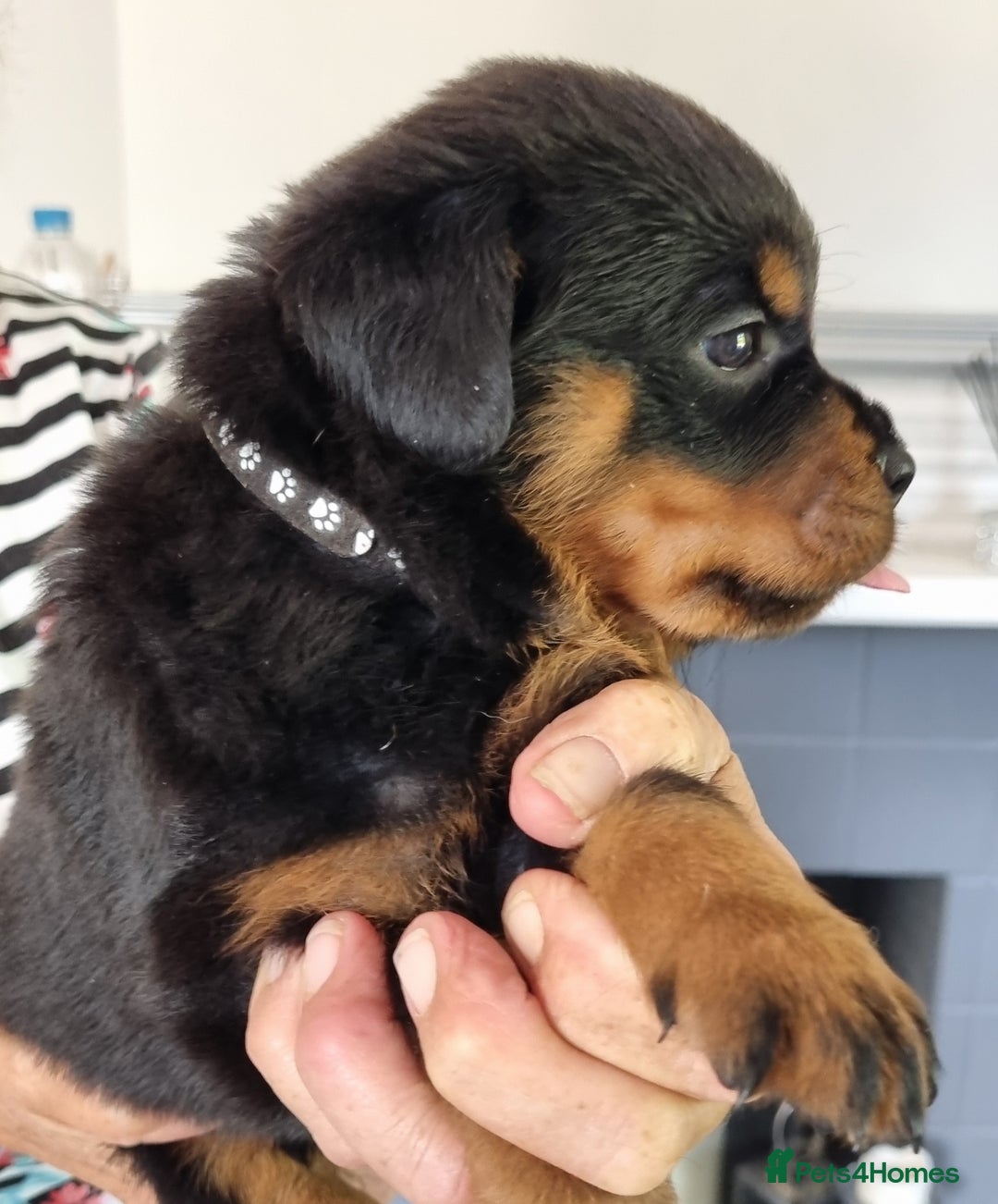 Rottweiler dogs for sale: 4 pups left, extensively health tested parents - Image 16