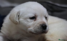 Labrador Retriever dogs for sale: KC, Champion Pedigree ,Extensively Health Tested - Image 4