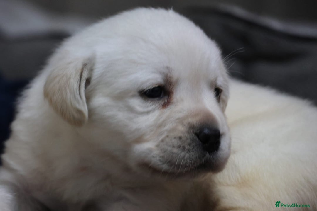 Labrador Retriever dogs for sale: KC, Champion Pedigree ,Extensively Health Tested - Image 4