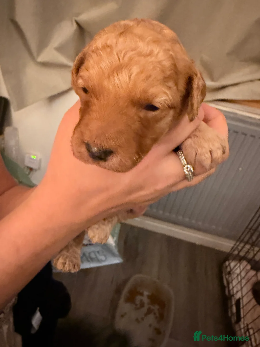 Cockapoo dogs for sale: SEVEN STUNNING F2 MINI COCKAPOOS - Advert 1