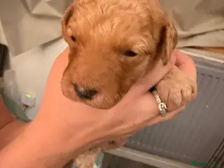 Cockapoo dogs SEVEN STUNNING F2 MINI COCKAPOOS - Advert 1