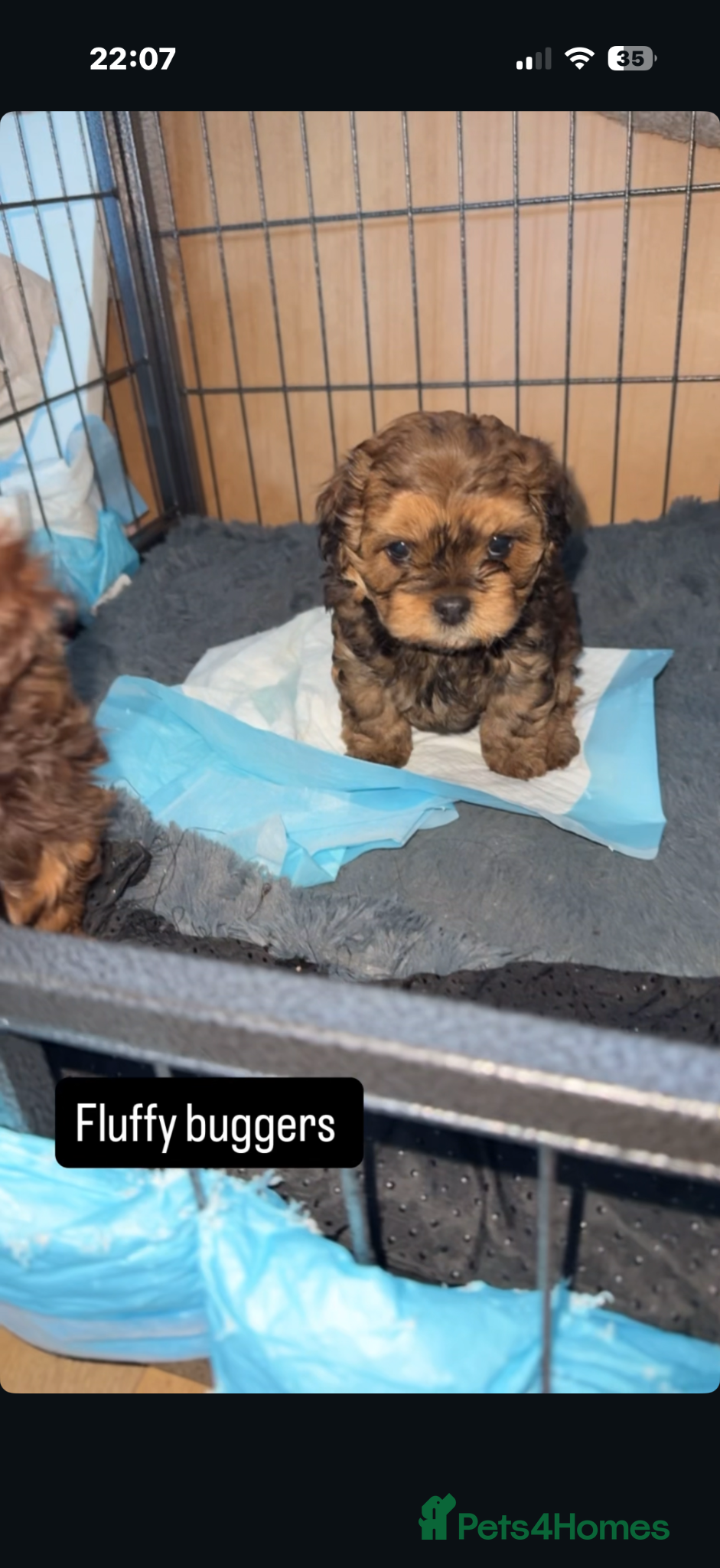 Shihpoo dogs Shihpoo’s for sale x3  - Advert 17